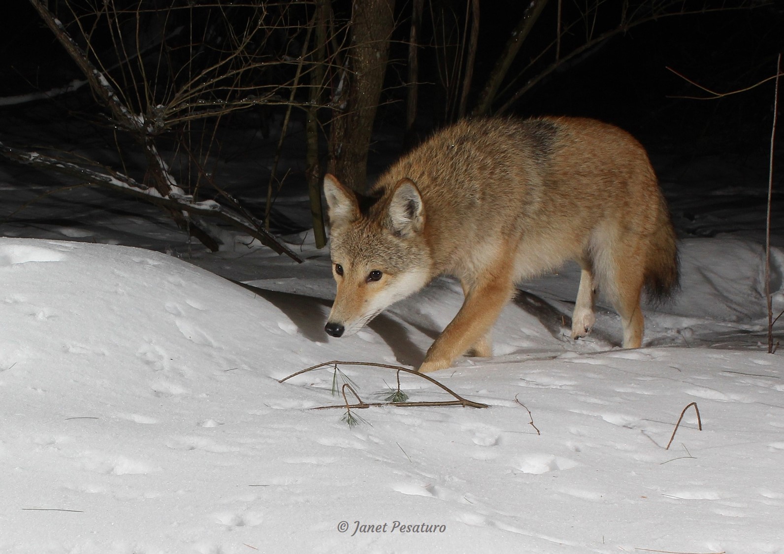 Coyote captured by DSLR camera trap, one topic of winterberry wildlife educational programs 