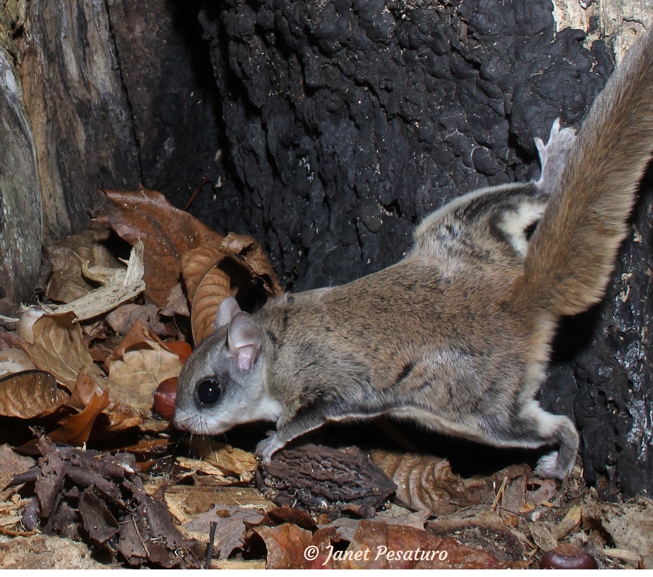 southern flying squirrel photographed with DSLR camera trap