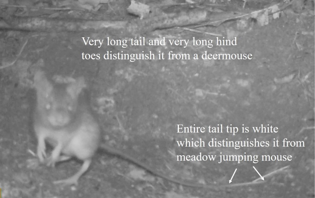 woodland jumping mouse