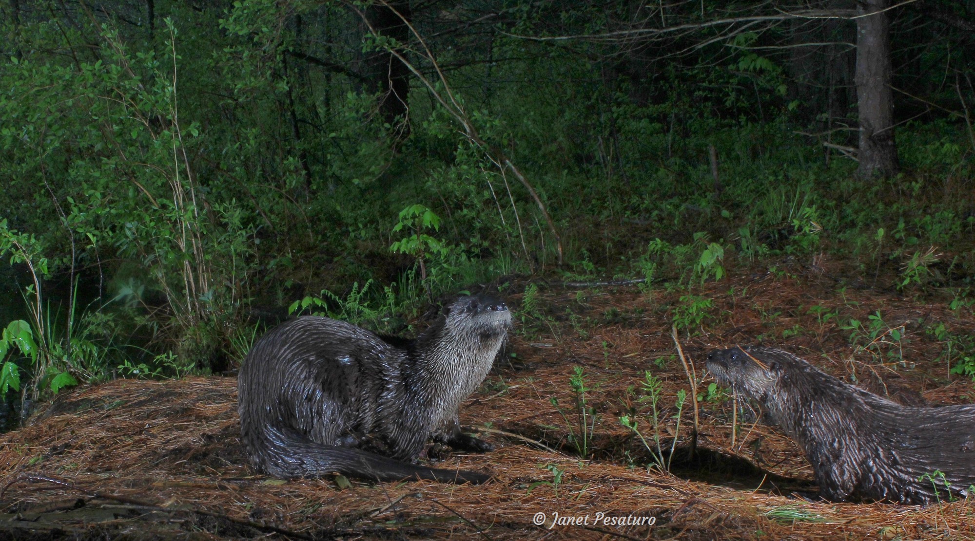River otters photographed by DSLR camera trapping