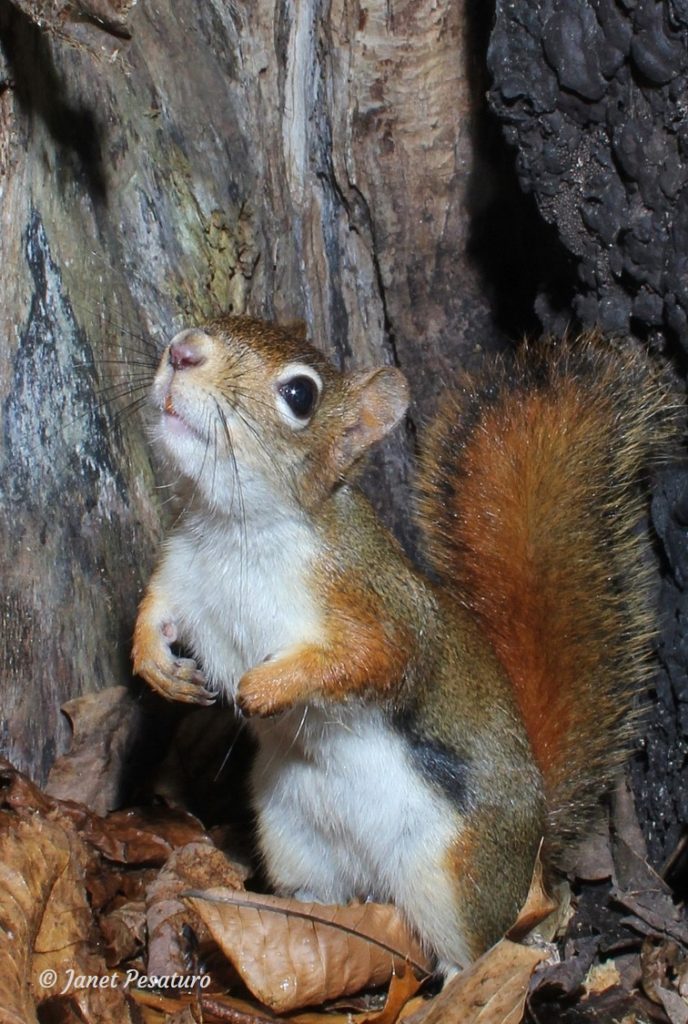 Red squirrel photographed by DSLR camera trap