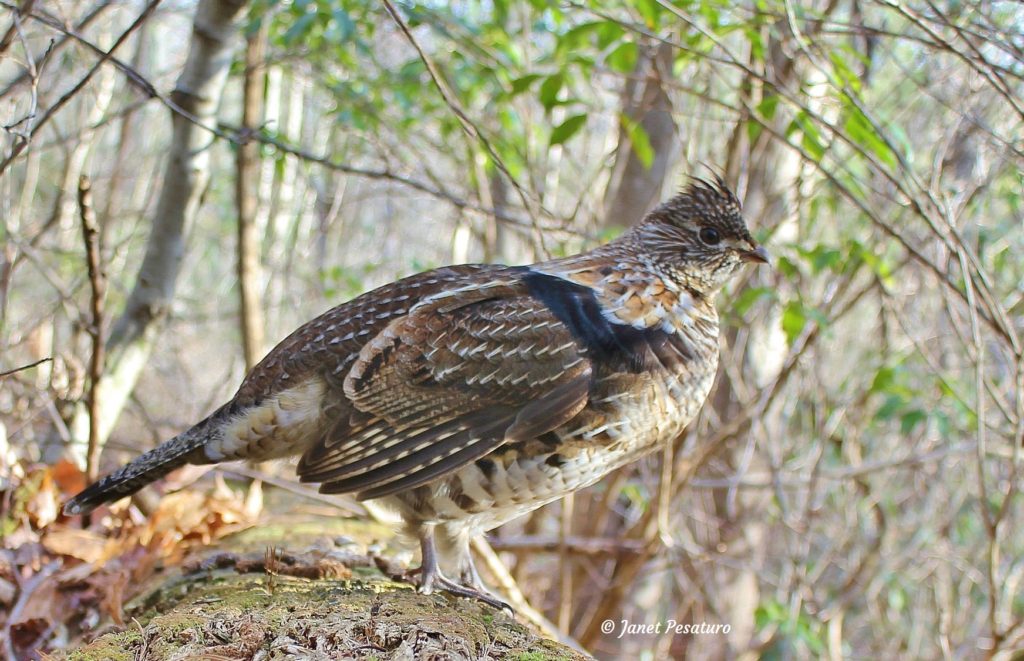 Ruffed Grouse Dust Bathing...Almost! - Winterberry Wildlife