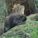 porcupine on log captured by trail camera