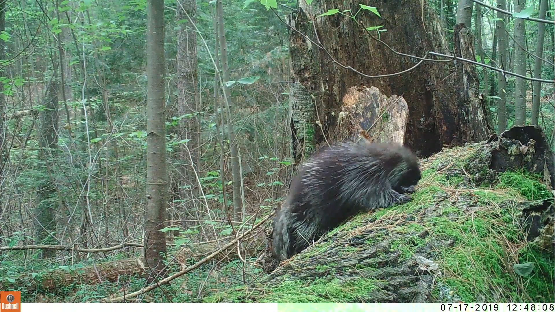 porcupine on log in massachusetts
