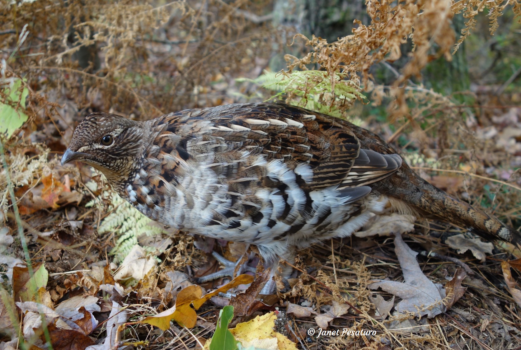 territorial, aggressive ruffed grouse could be photographed at close range