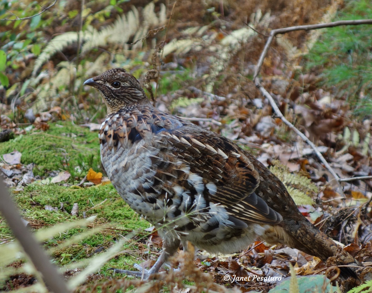 territorial ruffed grouse photographed at close range
