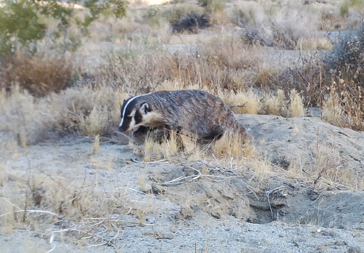 american badger scent marking at a den, probably by urinating and possibly by rubbing anal glands.
