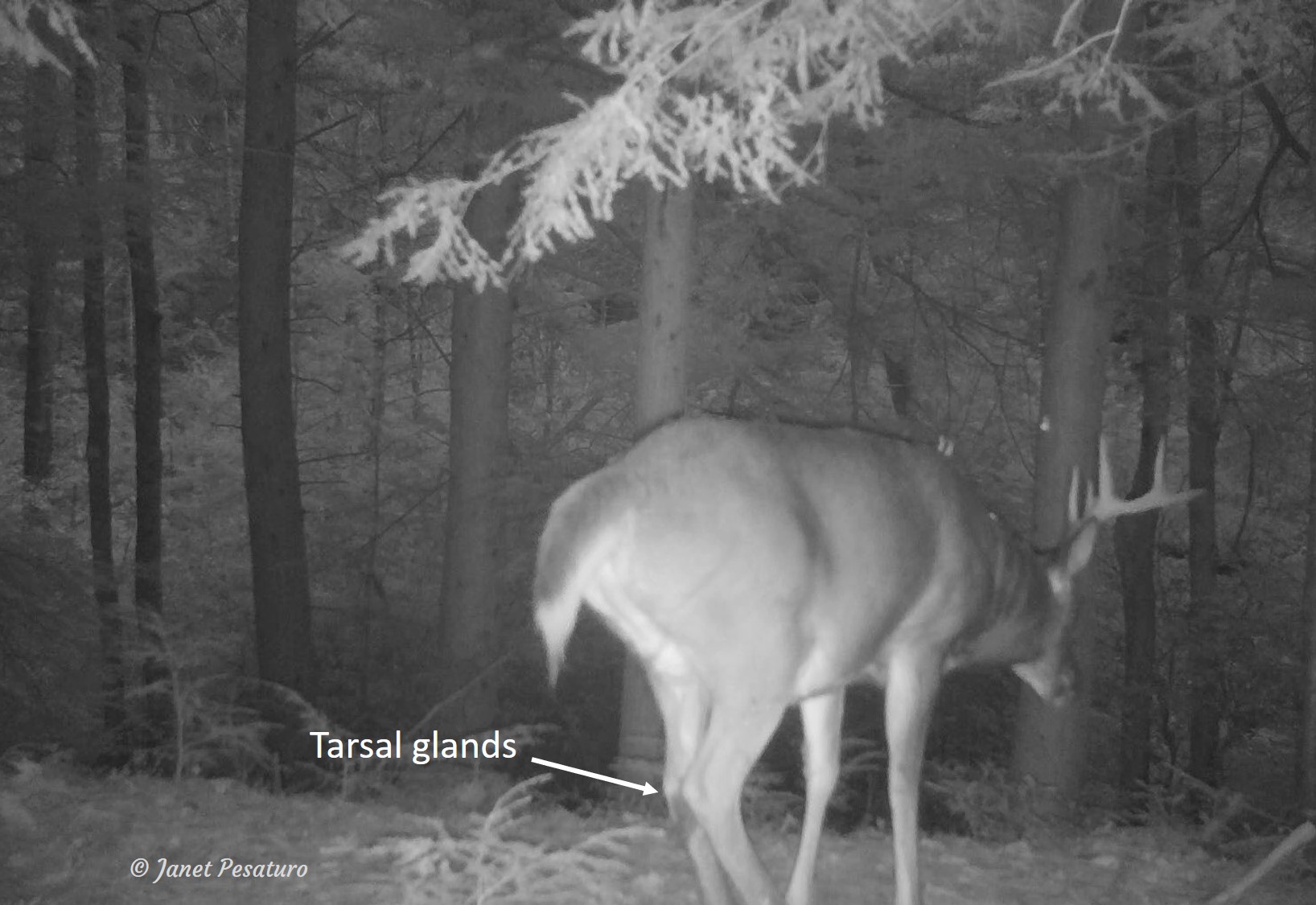 Scent Marking At Deer Scrapes Whitetail Video Winterberry Wildlife