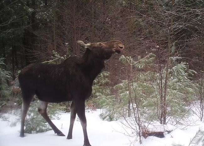 moose browsing