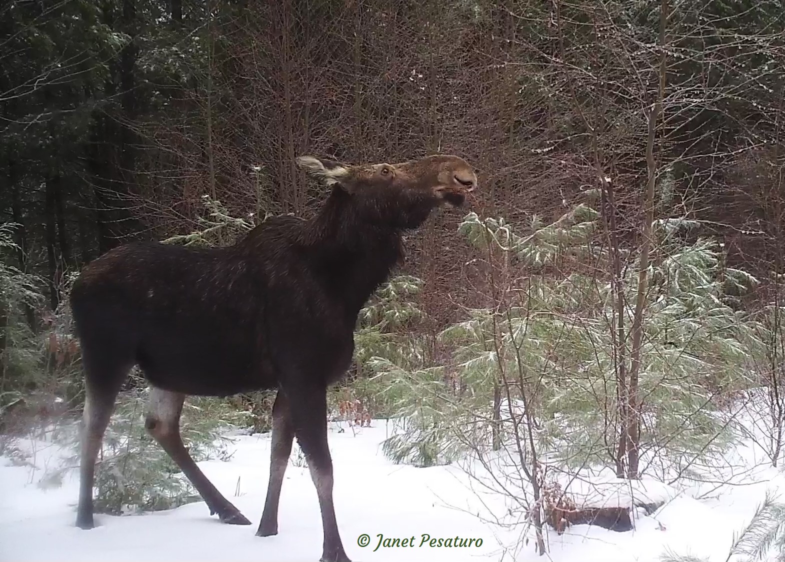 Moose browsing in winter