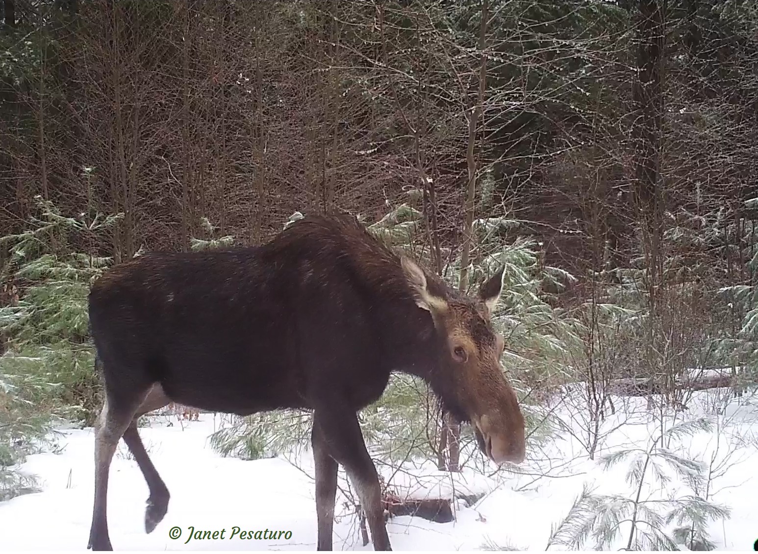 cow moose in winter