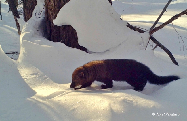 Tracking Tips: Fisher or Otter?, Winter 2015