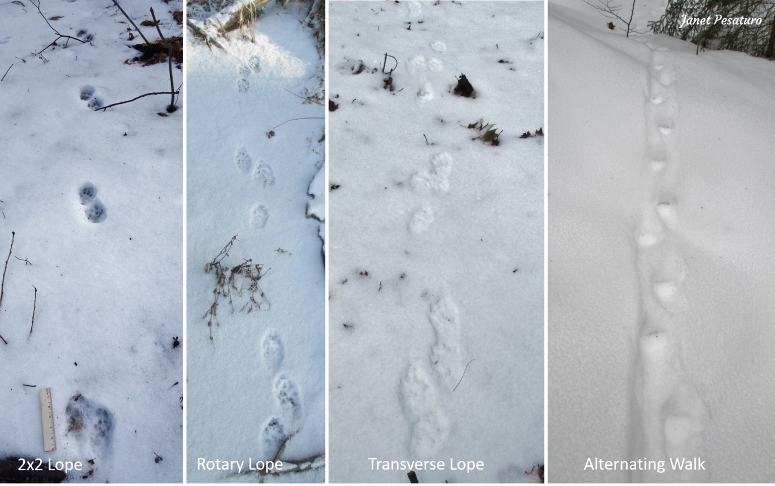 Fisher Tracks and Sign - Winterberry Wildlife