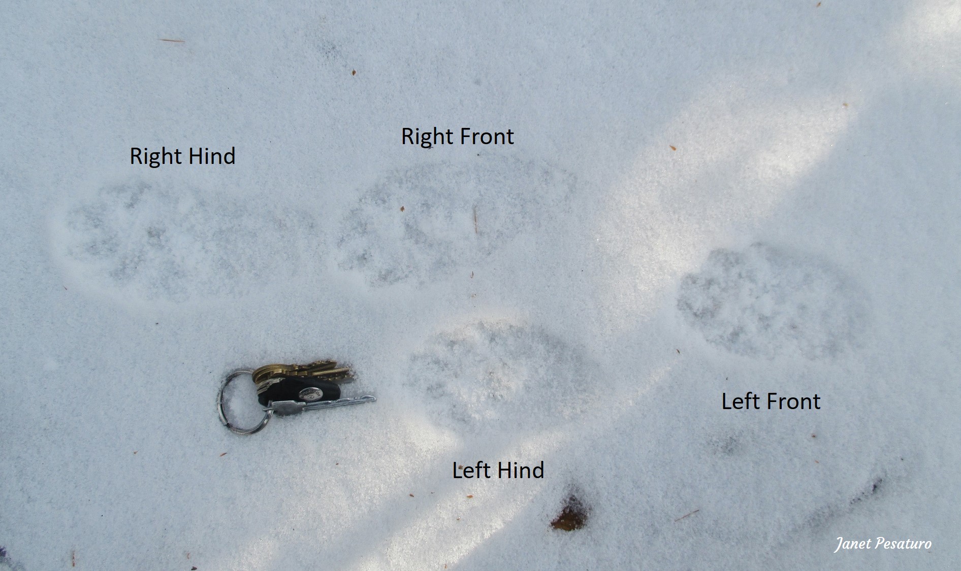 Fisher Tracks and Sign Winterberry Wildlife