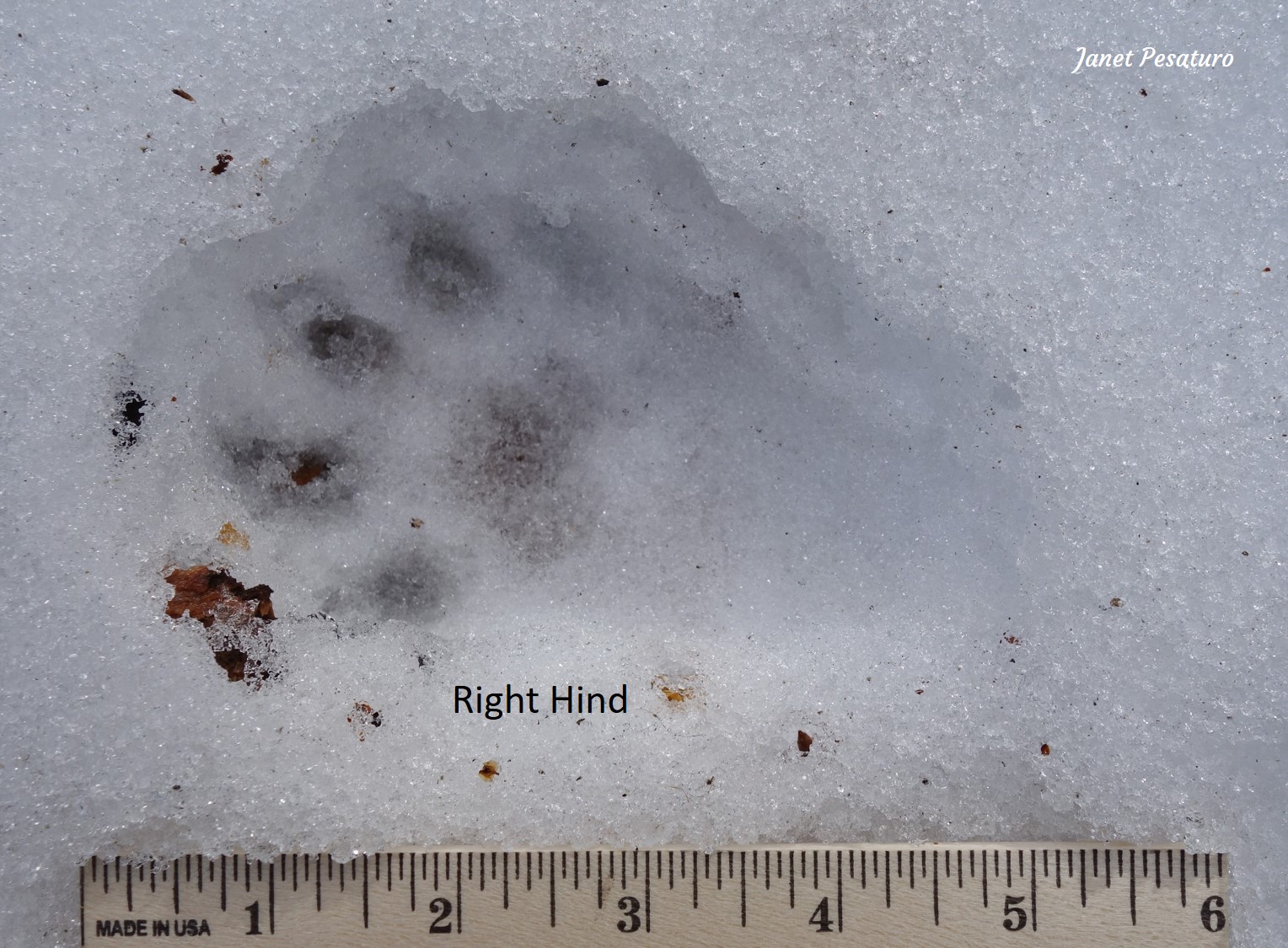 40 Top Pictures Fisher Cat Tracks Photos / Winter Tracking Tips
