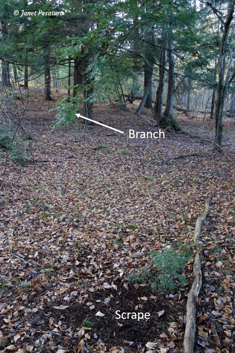 White-tailed deer scrape showing scraped area on the ground and overhanging licking branch