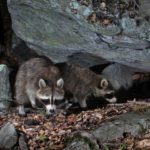 raccoons often scent mark at porcupine cave dens