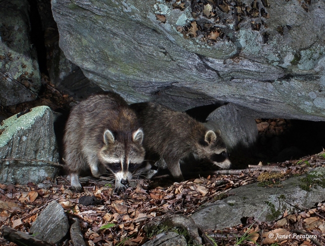 raccoons often scent mark at porcupine cave dens