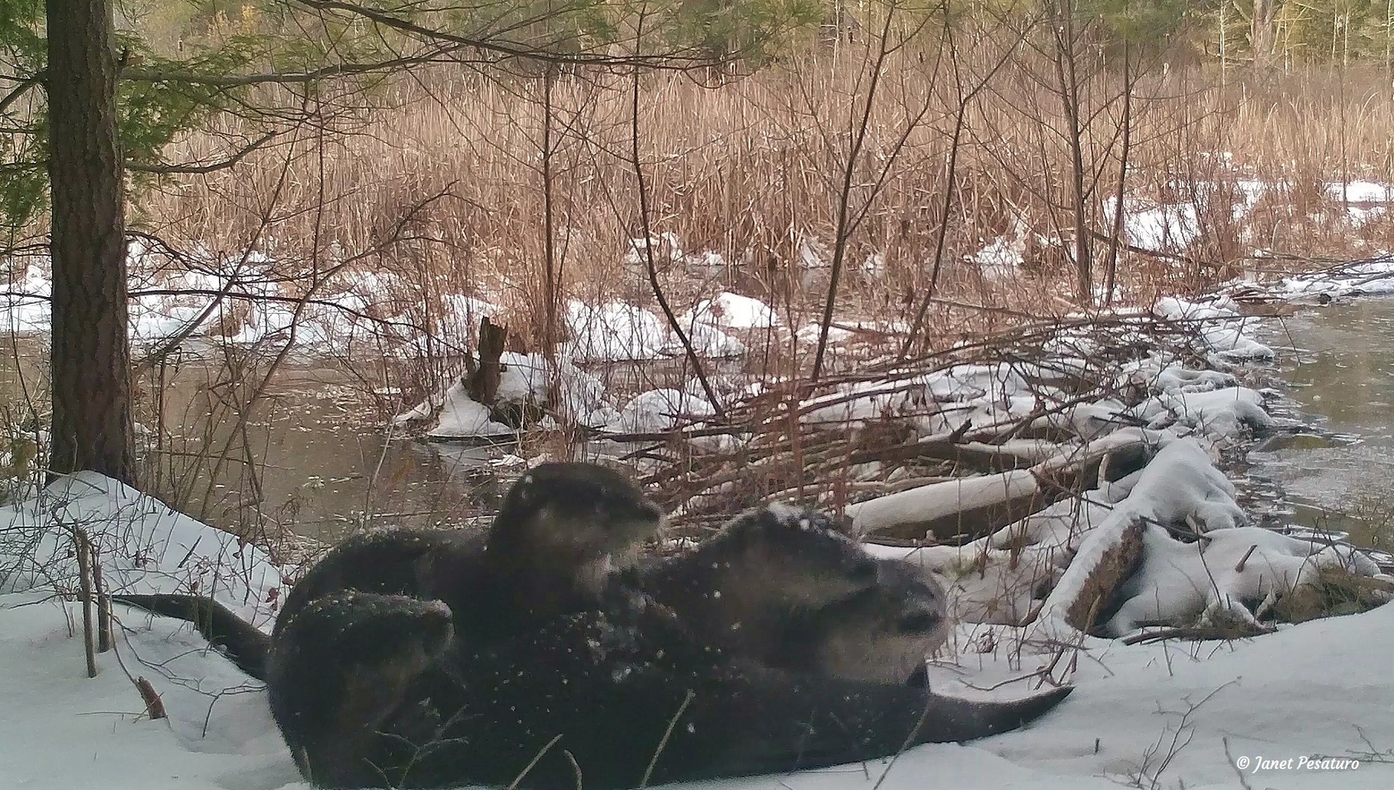 Family of North American river otters at a latrine site