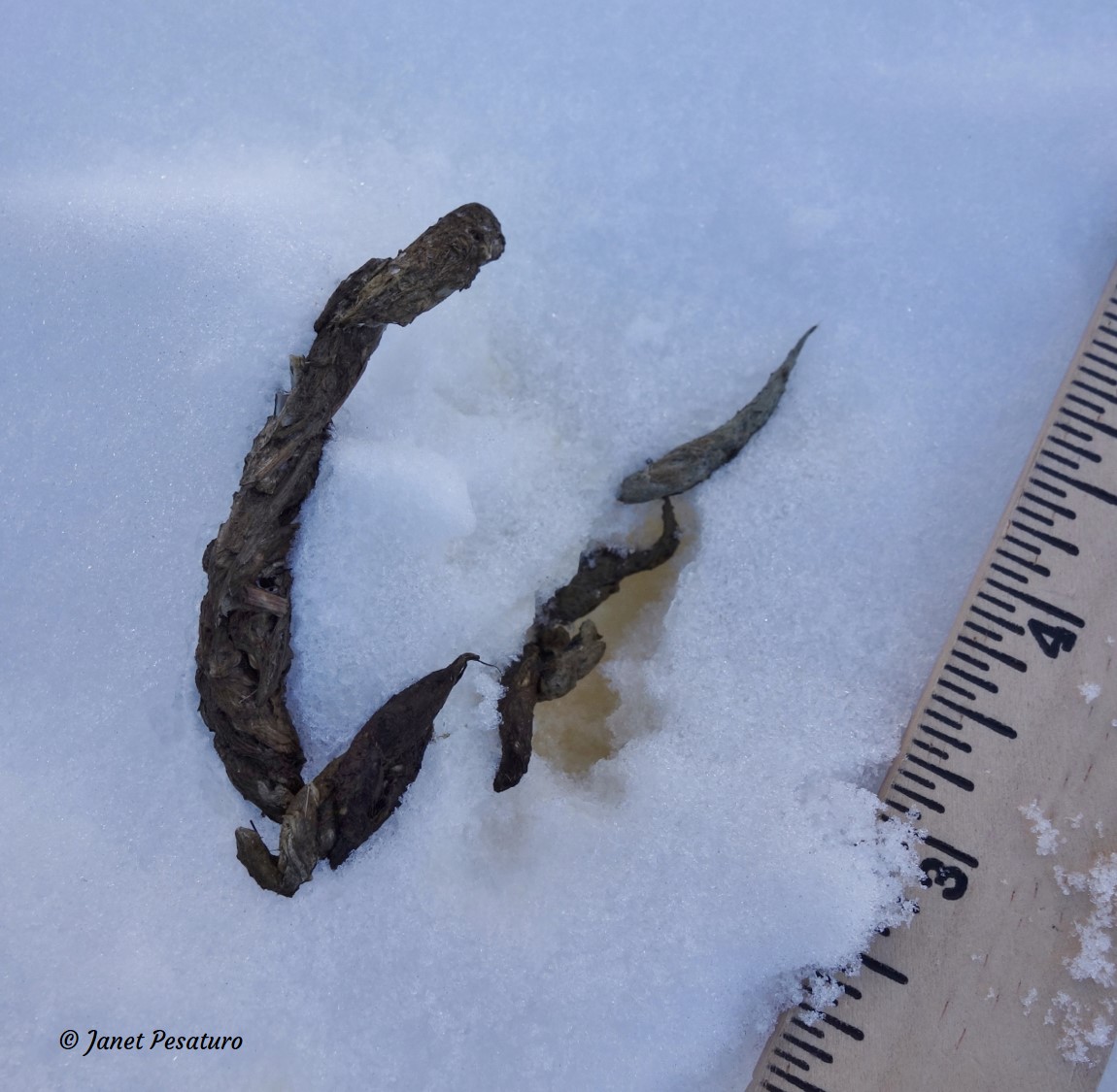 marten tracks and sign, this one showing marten scat and urine