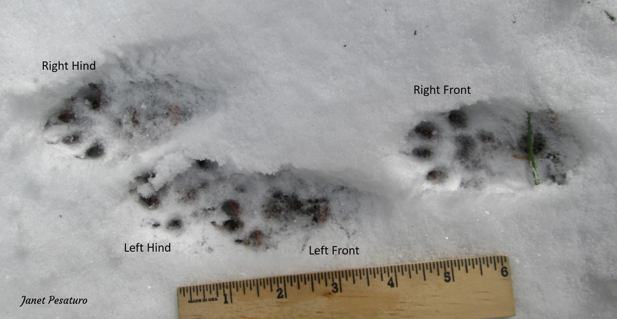 American marten tracks showing mustelid morphology