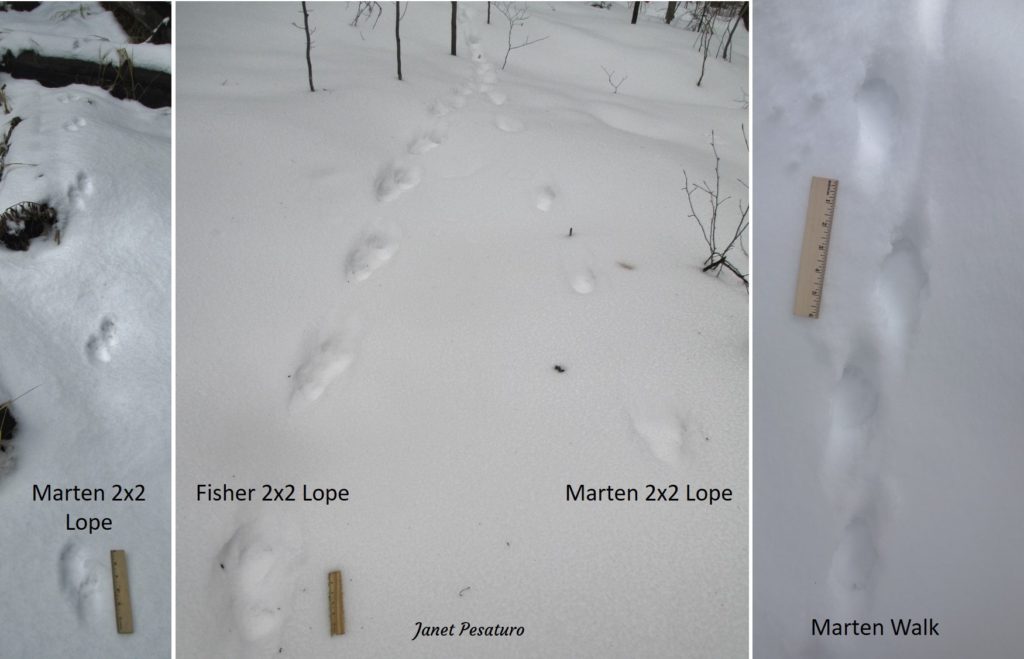 American Marten Tracks and Sign - Winterberry Wildlife