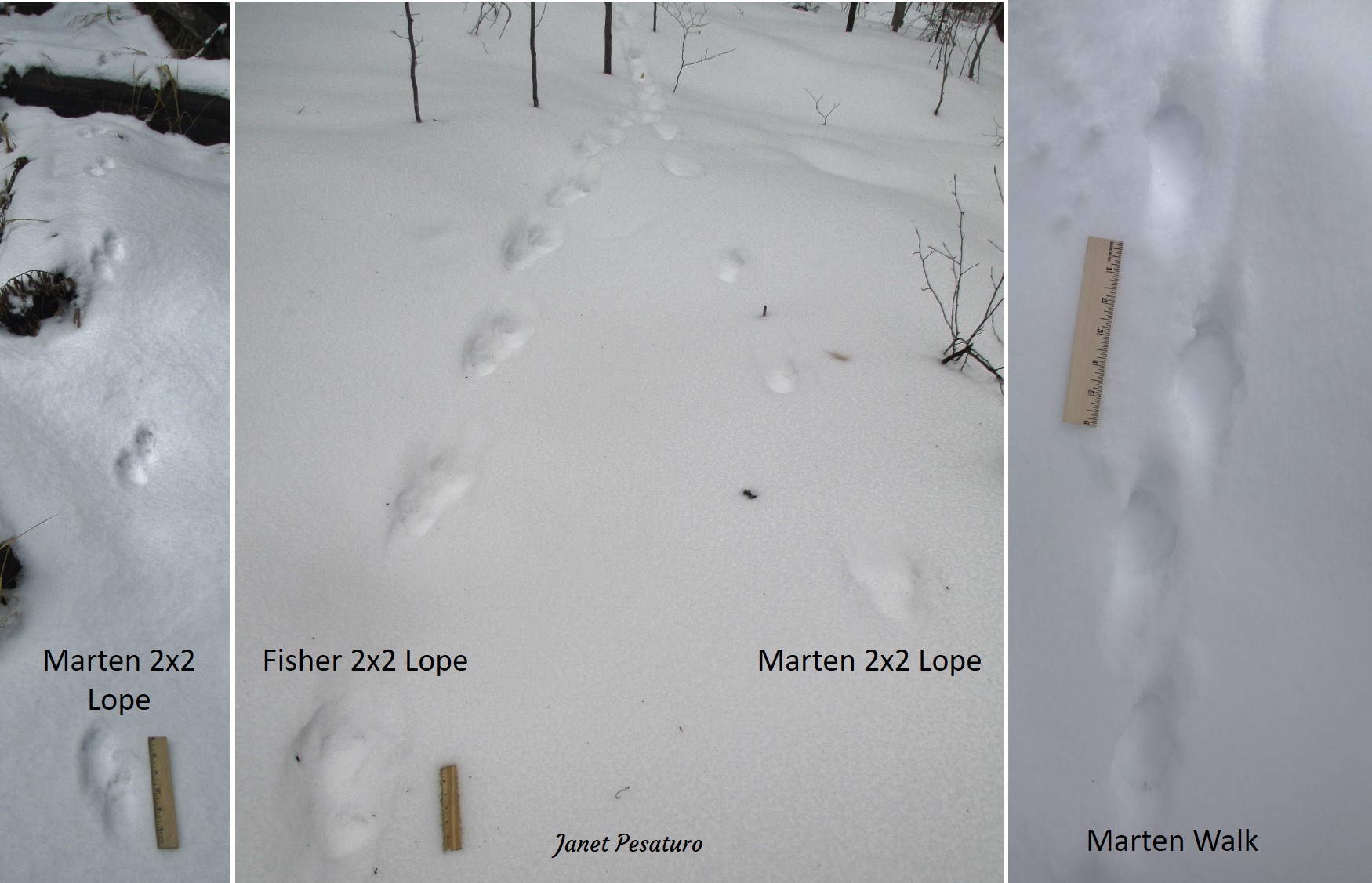 American marten tracks and trails, and comparison to fisher.