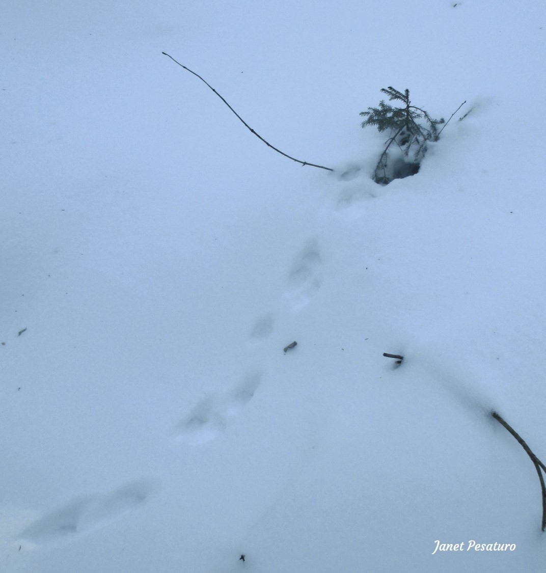 American marten tracks leading to tunnel in snow at a small conifer