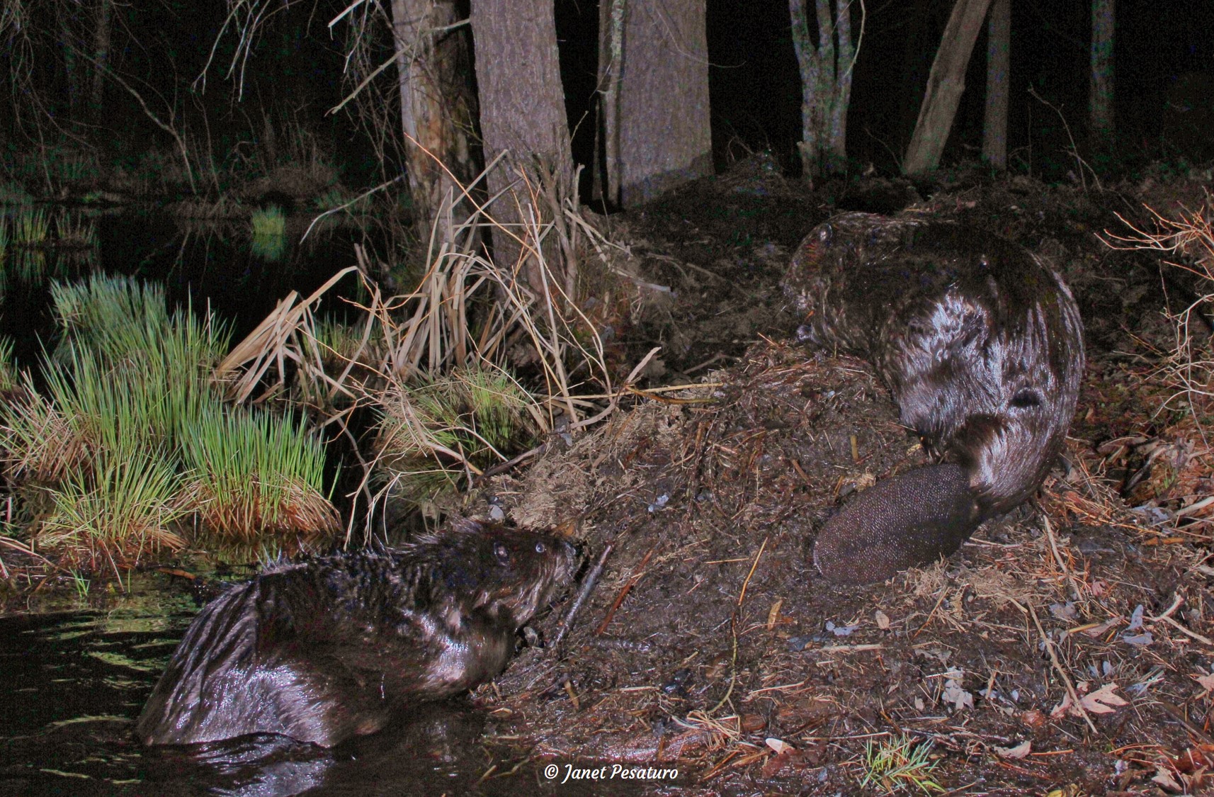 two beavers working on a scent mound