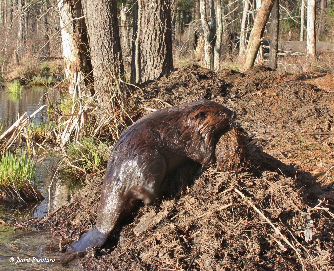a beaver scent marking by piling debris on its mound and depositing castoreum