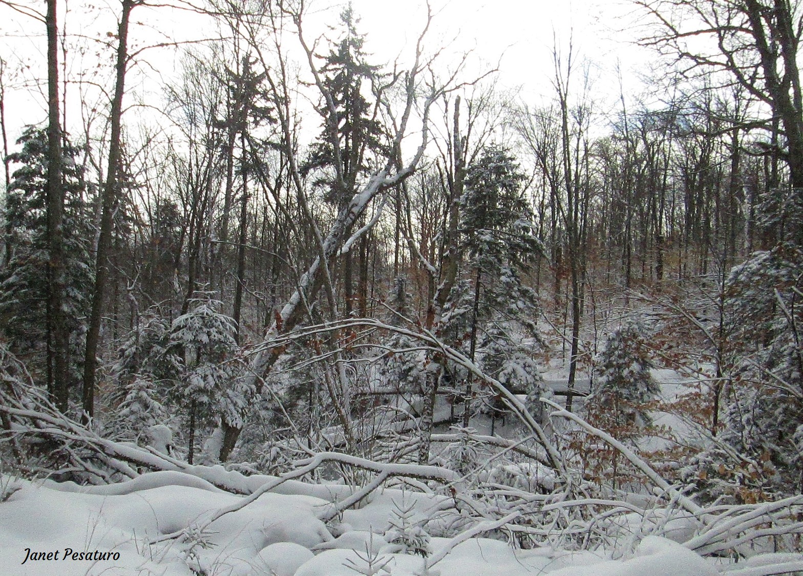 american marten habitat in winter