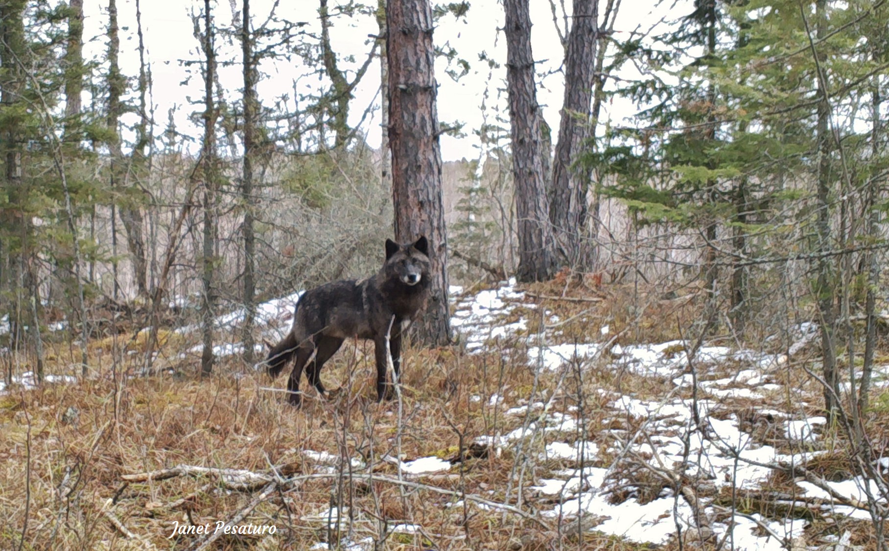 black wolf in minnesota which got me curious about wolf coat color variation