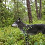 black wolf in minnesota got me curious about wolf coat color variation