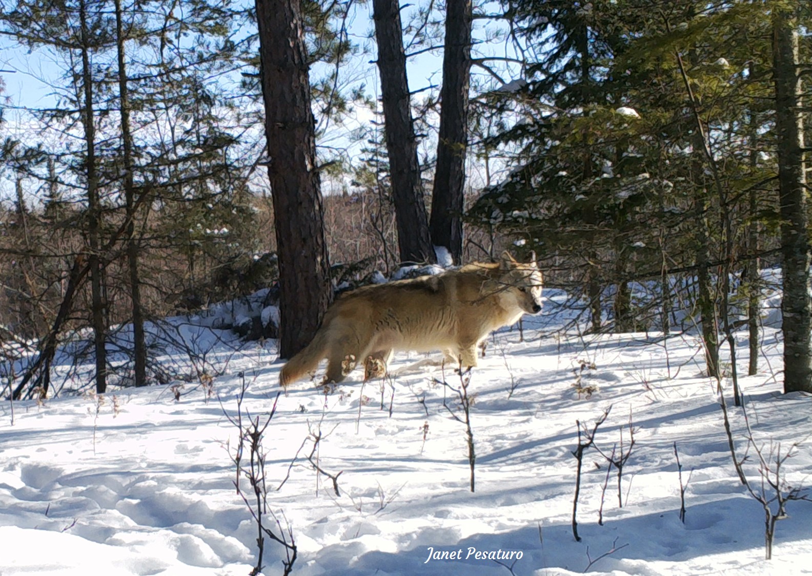 a beautiful buff colored minnesota wolf, captured by trail camera at the same site as the two black wolves