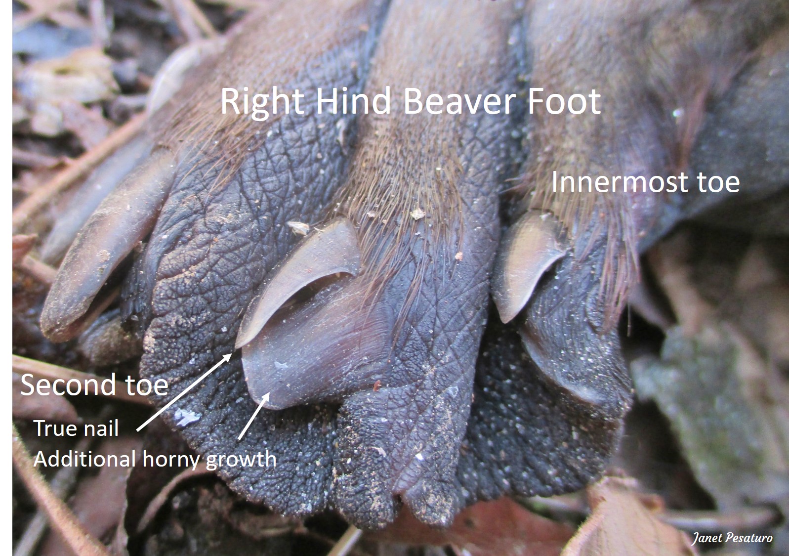beaver right hind foot showing the two innermost toes used for grooming.