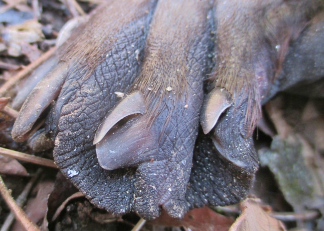 beaver right hind foot
