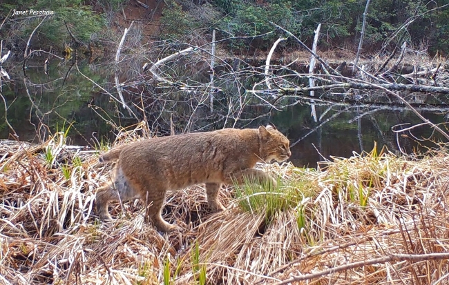 bobcat on beaver dam