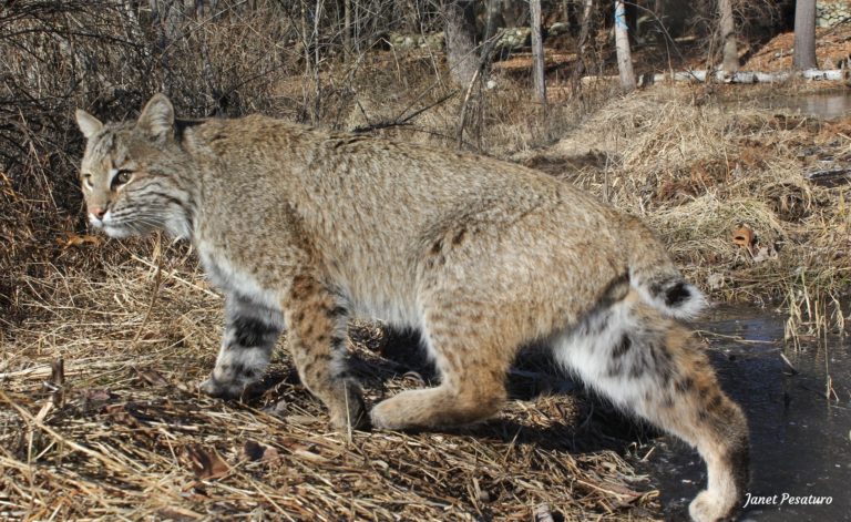 Bobcats And Beaver Ponds - Winterberry Wildlife