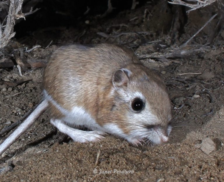 Kangaroo Rat Tracks, Trails and Scat - Winterberry Wildlife