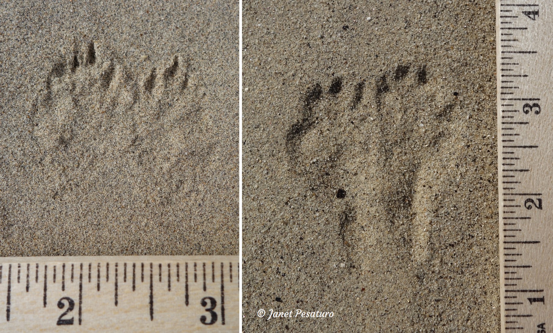 kangaroo rat tracks, one pair without heel registering and the other pair with heel registering.