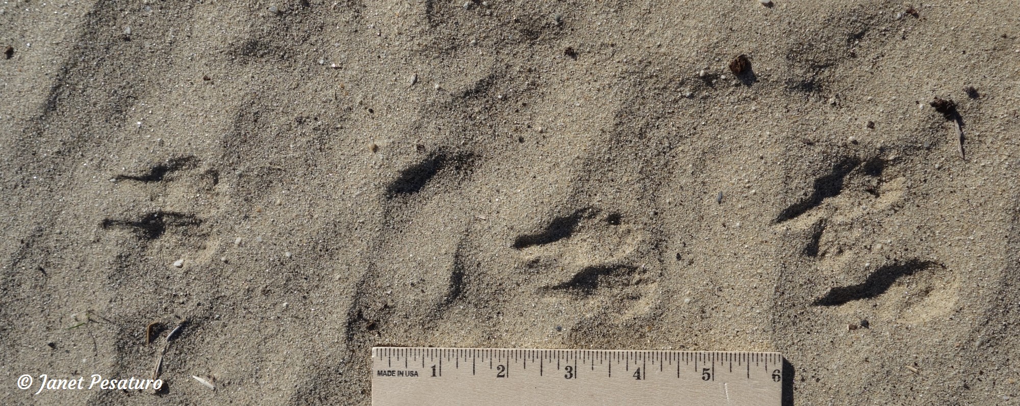 kangaroo rat tracks in typical bipedal hopping pattern
