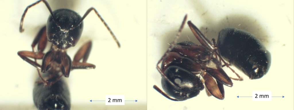 closeup photos of ant retrieved from infested trail camera