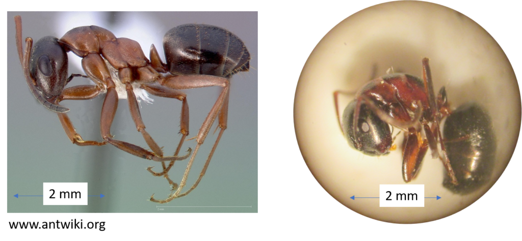Comparative photos of formica neorufibarbus ant and and found in trail camera for identifiation purposes