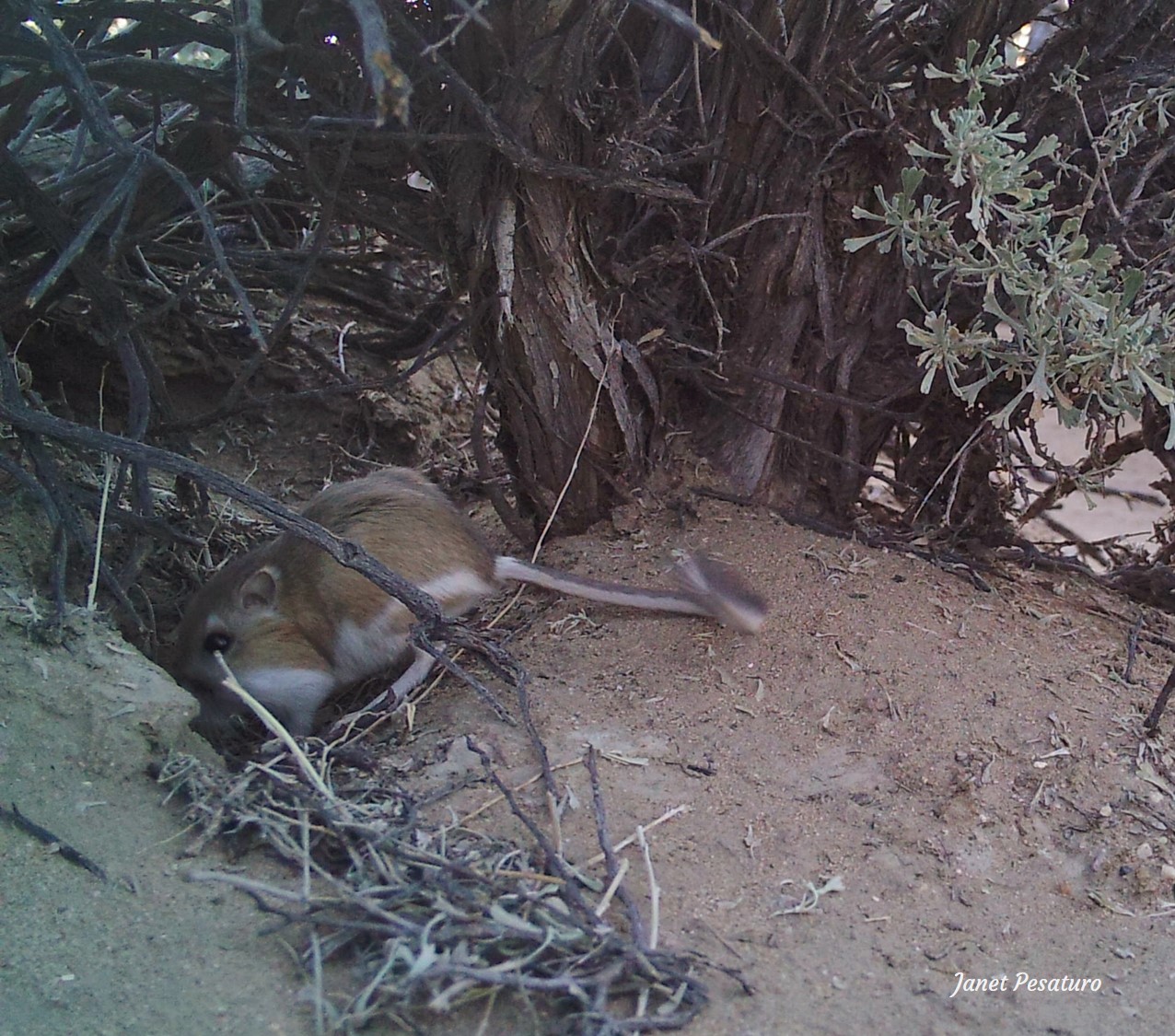 Ord's kangaroo rat entering its burrow