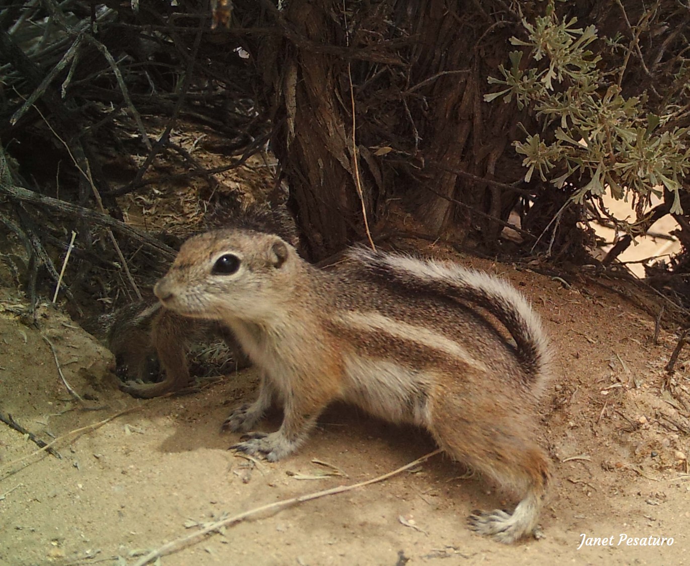 white-tailed antelope ground squirrel