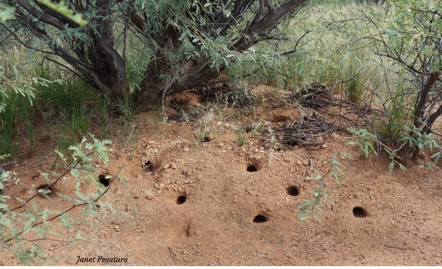 Mounded burrow of a banner-tailed kangaroo rat.
