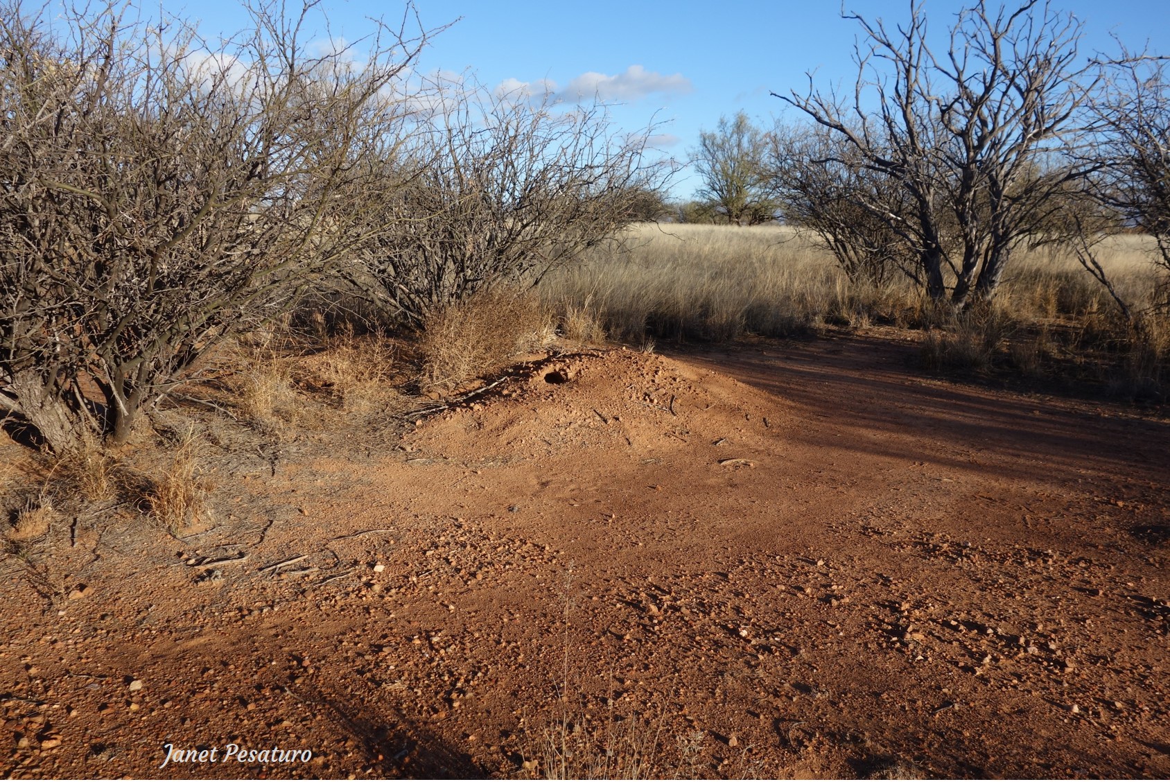 banner-tailed kangaroo rat burrow showing area cleared of vegetation