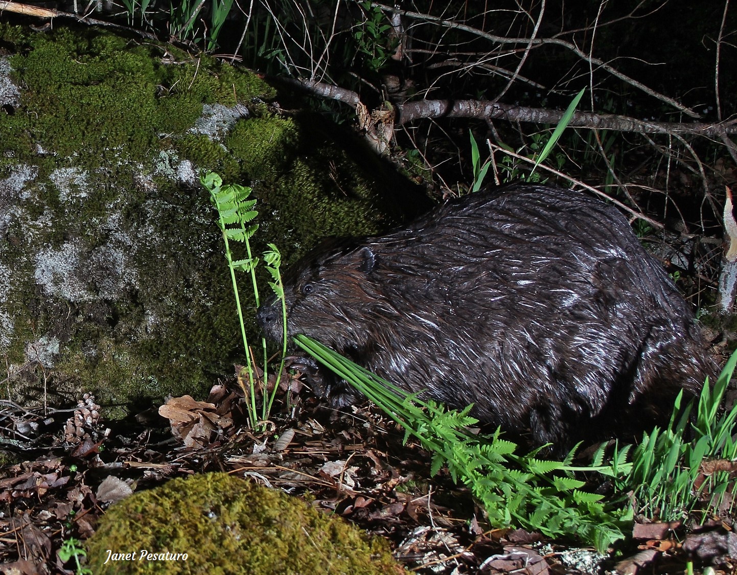 in study of beaver food and feeding habits I found beavers eat ferns