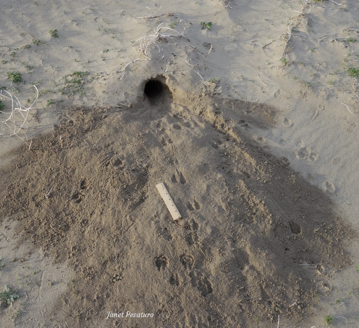 Desert kangaroo rat burrow