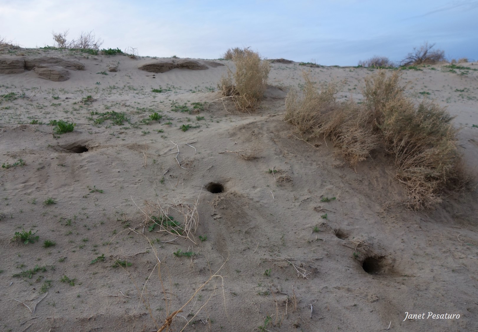 Desert kangaroo rat burrow